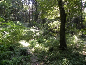 大町の里山　撮影　高野史郎氏の画像