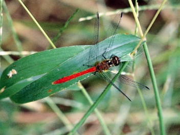 市指定文化財の画像31