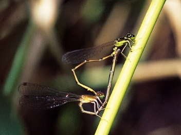 市指定文化財の画像32