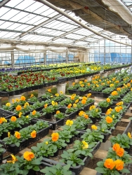 写真：ハウスの花03