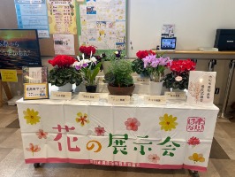 写真:令和6年度花の展示中央図書館の様子