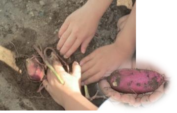 <さつまいもほり>の画像