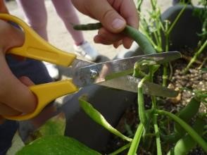 <さやいんげんの収穫>の画像