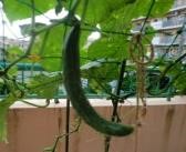 <きゅうりの栽培>の画像