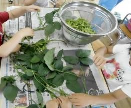 <枝豆もぎ>の画像