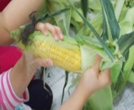 <とうもろこしの皮むき>の画像