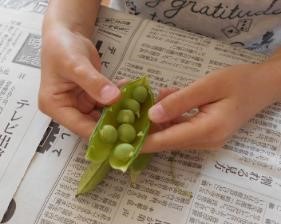 <グリンピースのさやとり>の画像