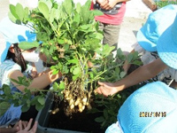 写真:落花生掘りの様子