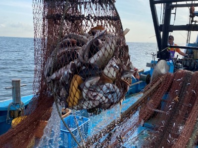 スズキ漁の様子の写真