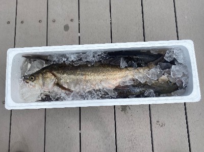 水揚げされたスズキの写真