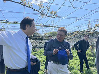 梨の花摘みボランティアの画像