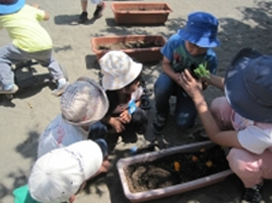 お花の苗植えの画像