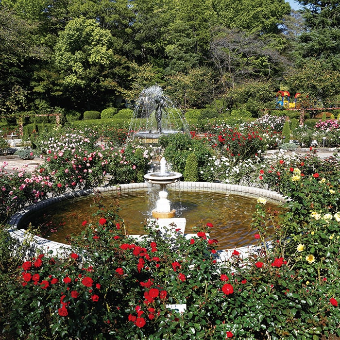里見公園バラ園の画像