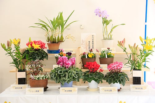画像:花農家自慢の花が目を楽しませてくれます