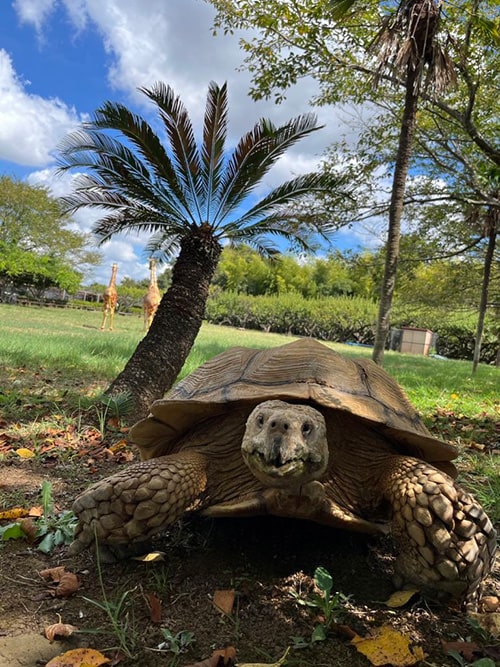 画像:ケヅメリクガメのアンディ君