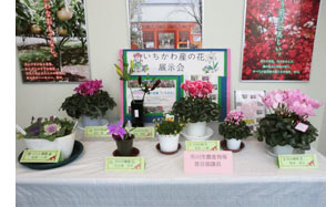 市川産花の展示の画像