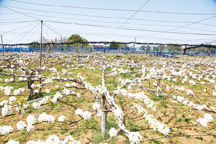 画像:花をつけた春の梨畑
