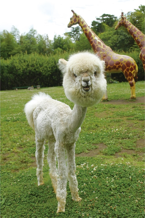 画像:飼育員1日体験「たのしいく」