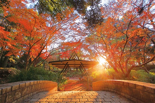 画像:古戦場にモミジ咲き乱れて