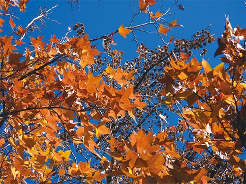 画像:そびえるタイワンフウを探して