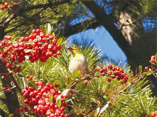 画像:鳥たちのつくった森