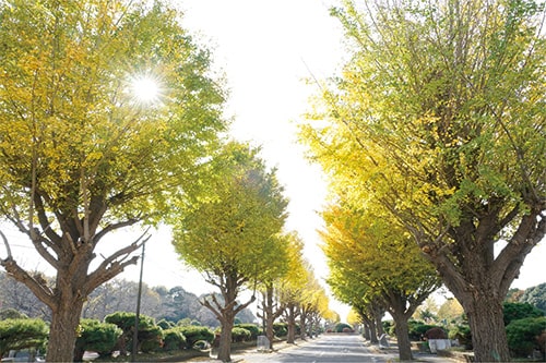 画像:並び立つイチョウに出迎えられて