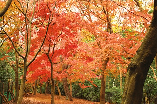 画像:プチハイキングで森林浴を楽しみながら