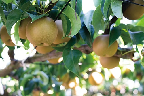 日本有数の産出額を誇る市川市の梨ですが、起源は江戸時代に八幡村の人物が美濃国から枝をもらい受けたことによるとされています。その人物とは次のうち誰か(敬称略)。の画像
