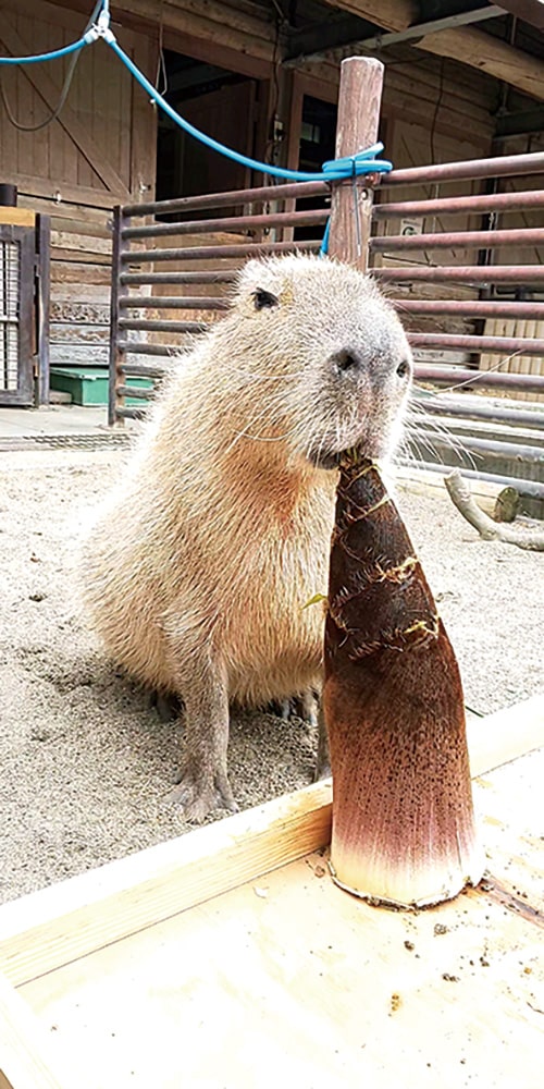 市川市動植物園にいるカピバラのイチョウ君にタケノコを与えたときの行動は次のうちどれか。の画像