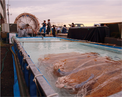 【Twitter】三番瀬の豊かな漁場が育む市川のノリ［10月5日］の画像