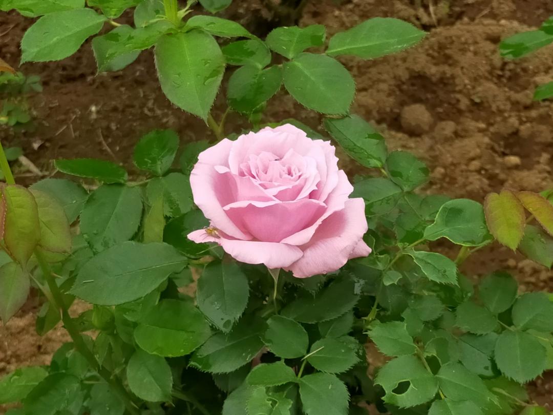 写真：ローズいちかわの写真