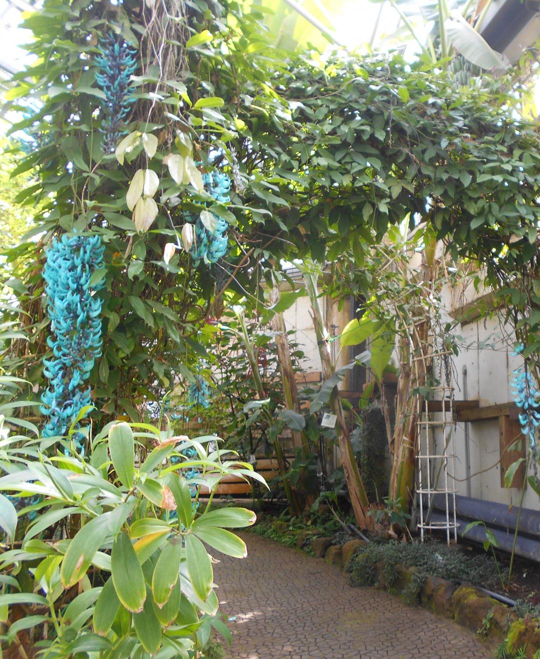 写真：ヒスイカズラの写真