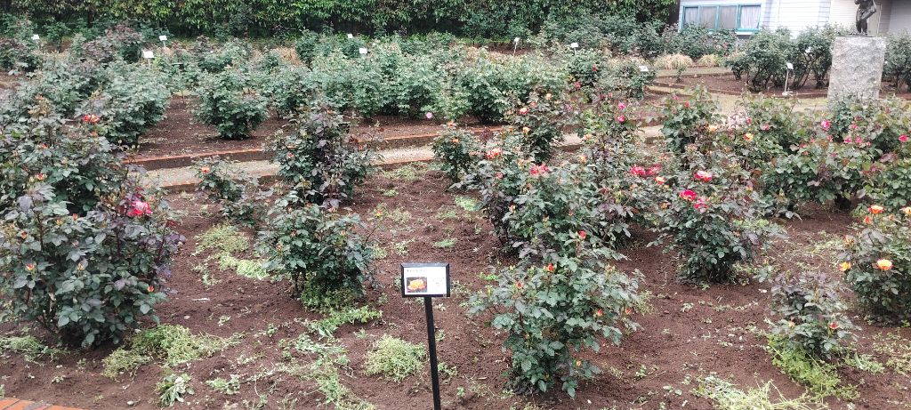 写真：チャールストンの開花状況