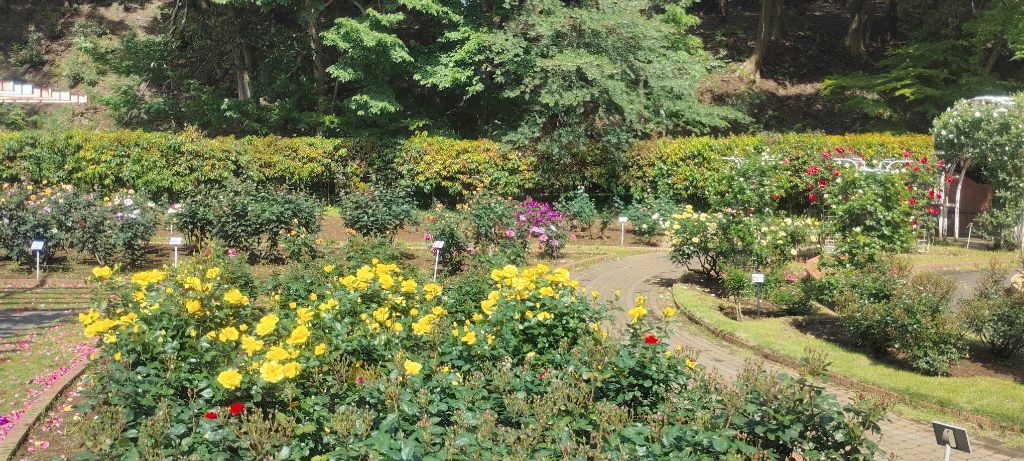 写真：金蓮歩（黄色系）