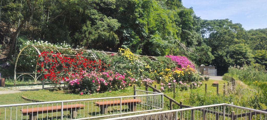 写真：トンネル（ツルバラ）