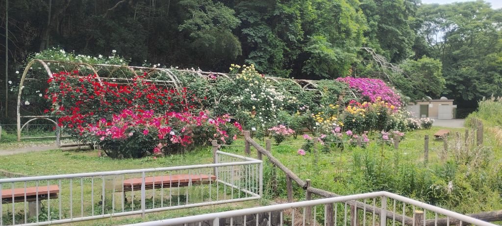 写真：トンネル（ツルバラ）