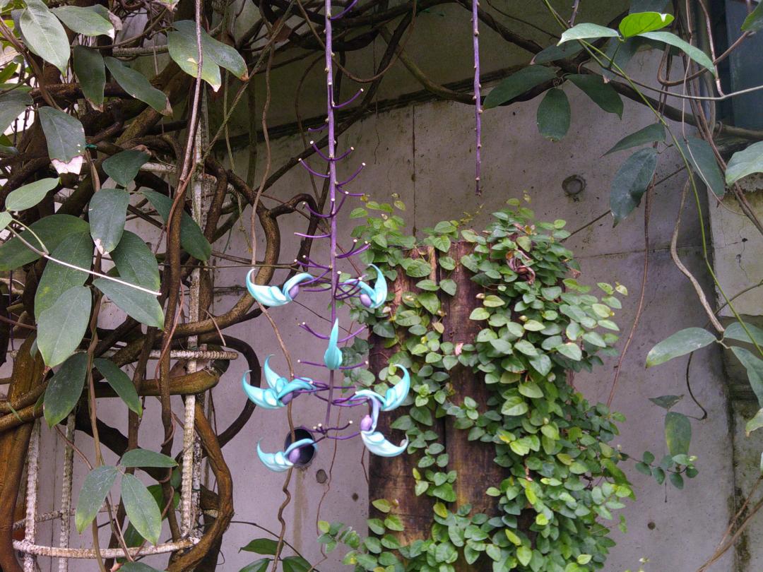 写真：大温室のヒスイカズラ