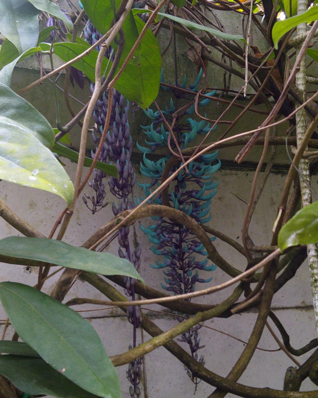 写真：大温室のヒスイカズラの房