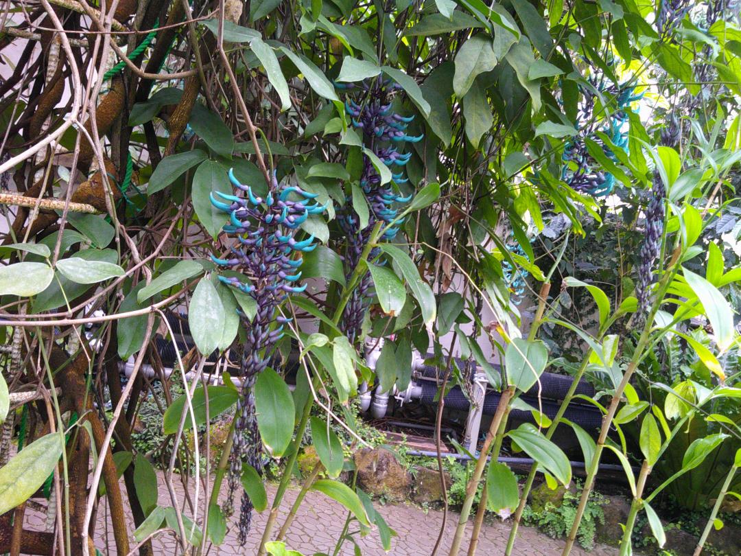 写真：大温室のヒスイカズラ