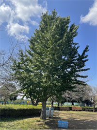 イチョウの木の画像