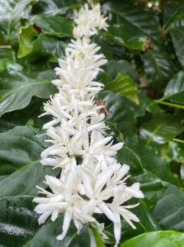 アラビカ種の画像