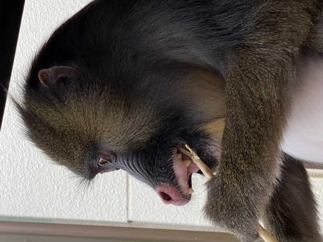 画像：固い枝をかじるマンドリルの画像