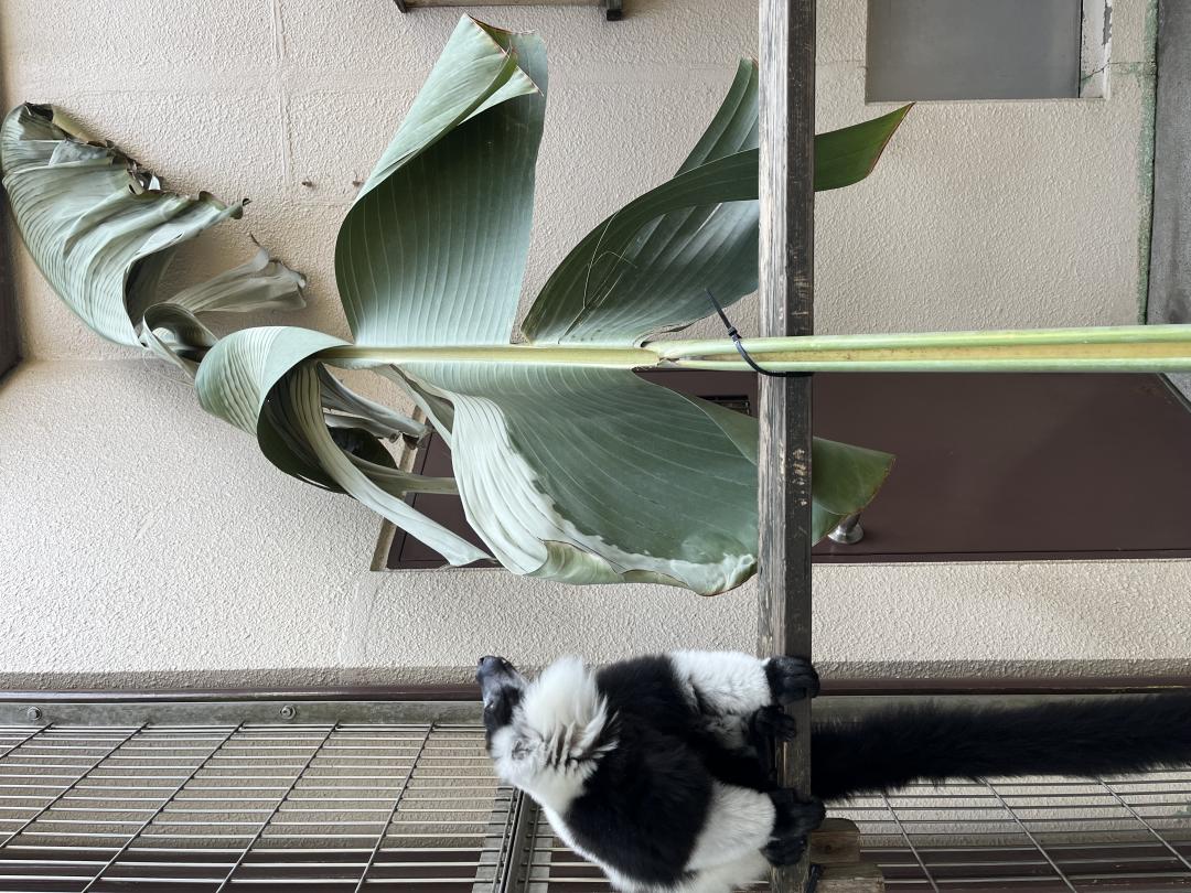 画像：エリマキキツネザルの画像1