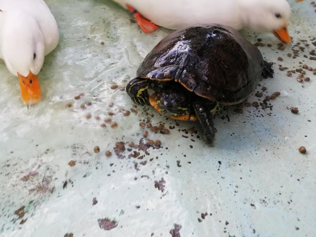 画像：アヒルと一緒にご飯を食べるアカミミガメの画像