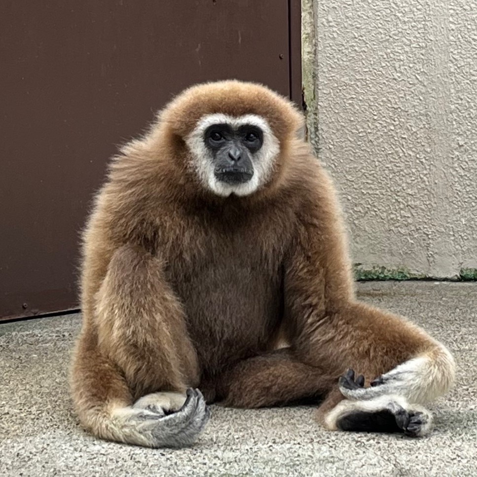 画像：シロテテナガザルのコテツの画像