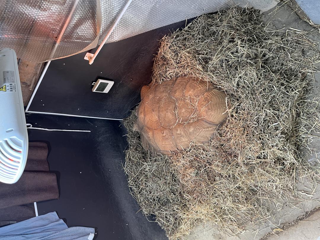 画像：温室内のアンディくん