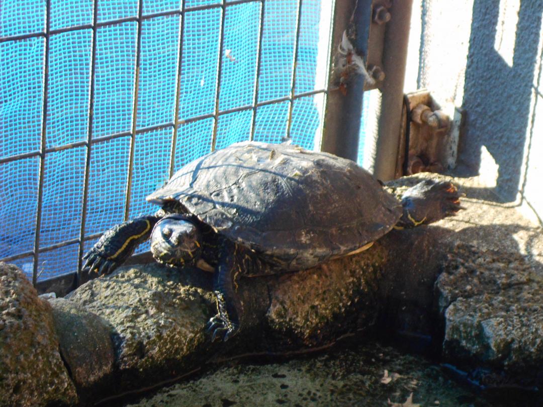 アカミミガメの写真1