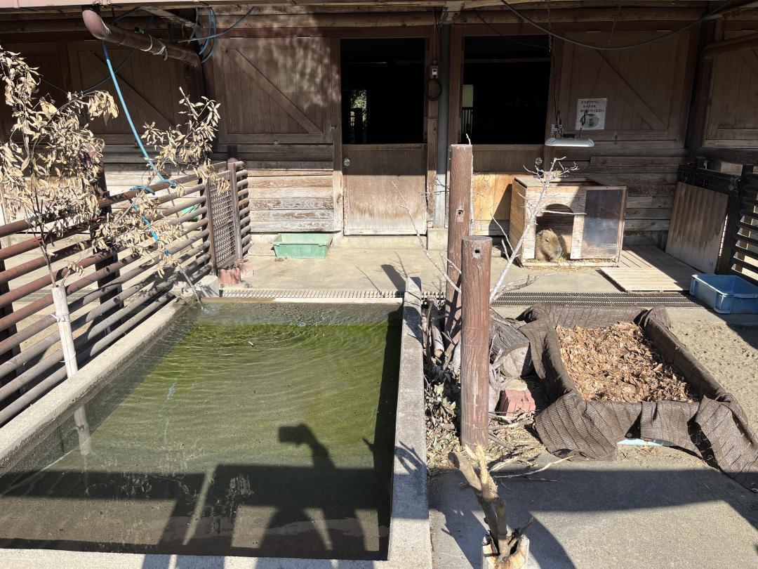 画像：カピバラの放飼場の写真1