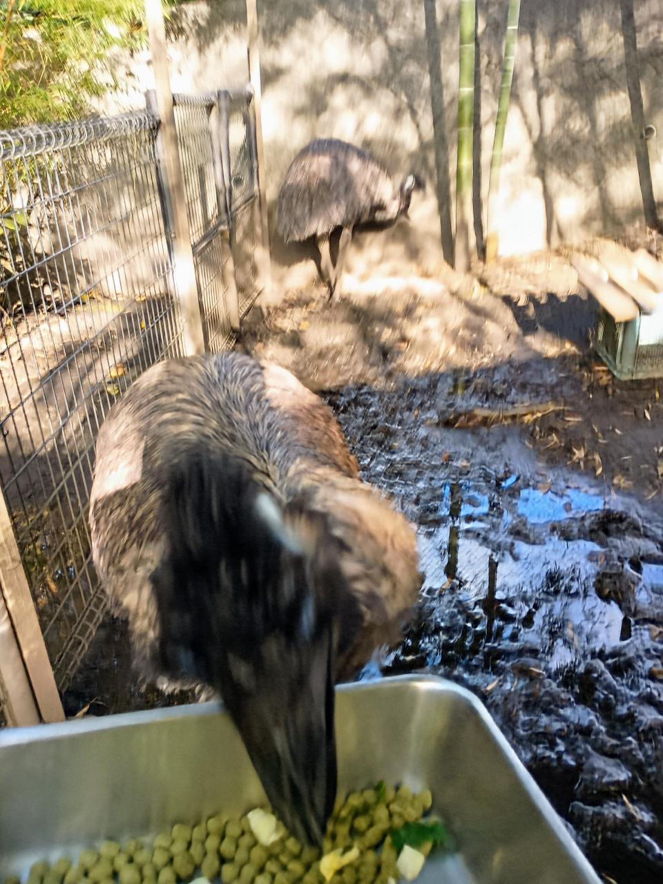 画像：エサを食べるエミューと遠くで待つエミューの写真