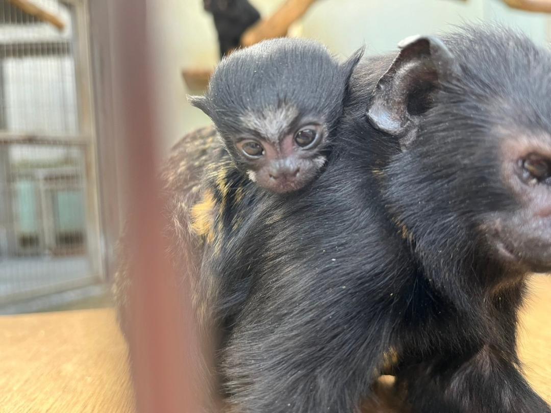 写真：父におんぶされるアカテタマリンの写真